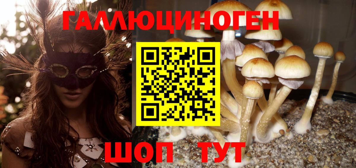 Галлюциногенные грибы Psilocybe Подольск